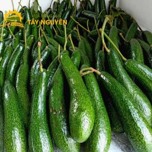 Chào mừng đến với Vựa Nông Sản Tây Nguyên Vựa Nông Sản Tây Nguyên