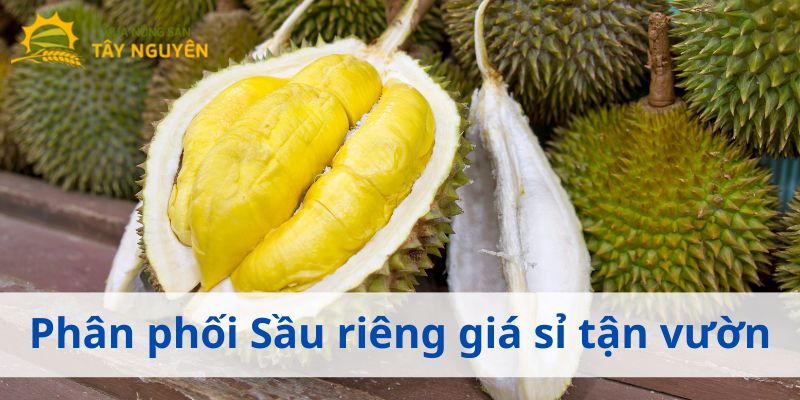 mua sỉ sầu riêng ở đâu