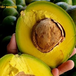 Chào mừng đến với Vựa Nông Sản Tây Nguyên bơ booth giá sỉ (1)