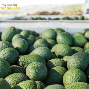 bơ gem hass giá sỉ