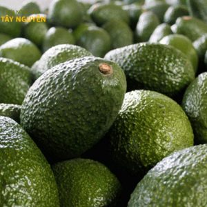 bán bơ hass giá sỉ (3)