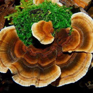 nấm linh chi khô