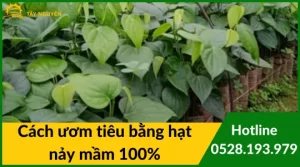 Vựa Nông Sản Tây Nguyên